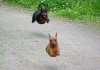 flyingdogs.jpg