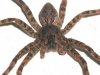 wolf_spider_8_eyes_pb032198.jpg