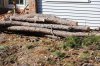 pinecutting 041.jpg