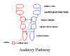 Aud_pathway.png