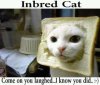 bread cat.jpg