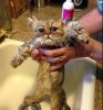 cat-bath4.jpg