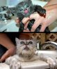 cat-bath5.jpg