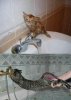 cat-baths1.jpg