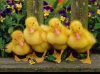 Baby Ducks.jpg