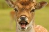 Funny Deer Face.jpg