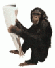 chimp44.gif