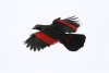 pesquets-parrot-flying.jpg