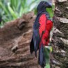 pesquets-parrot-on-tree.jpg