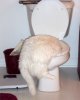 cattoilet.jpg