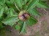 ant_eating_peony.jpg