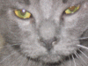 smokeycloseup.gif