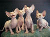 3uglycat.gif