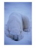 105180~A-Polar-Bear-Covers-His-Eyes-to-Get-Some-Sleep-Posters.jpg