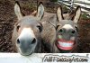 happy_donkeys.jpg