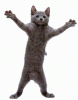 catdance2.GIF