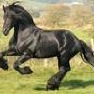 Friesian