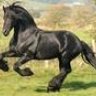 Friesian